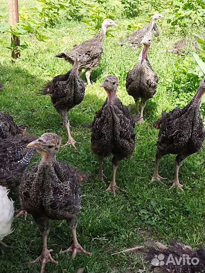 Индюшата 50 дней