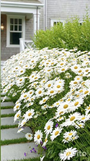 Ромашка нивяник