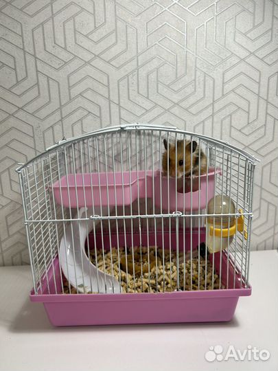 Серийский хомяк с клеткой