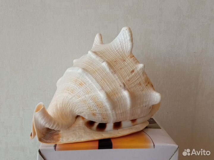Морские ракушки раковины большие