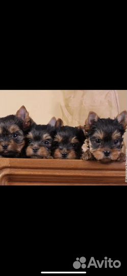 Йокширский терьер щенки