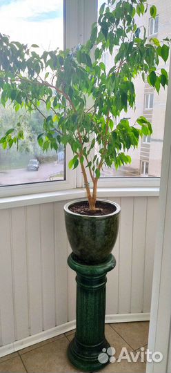 Фикус дерево