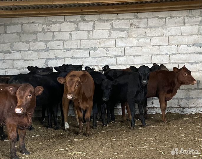 Продаются телки
