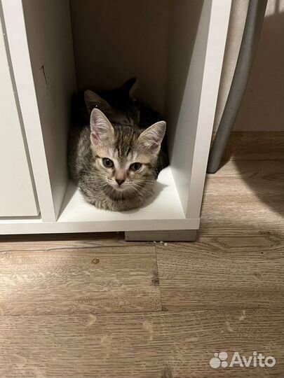 Котенок в добрые руки
