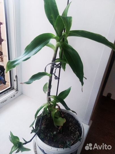 Растение золотой ус