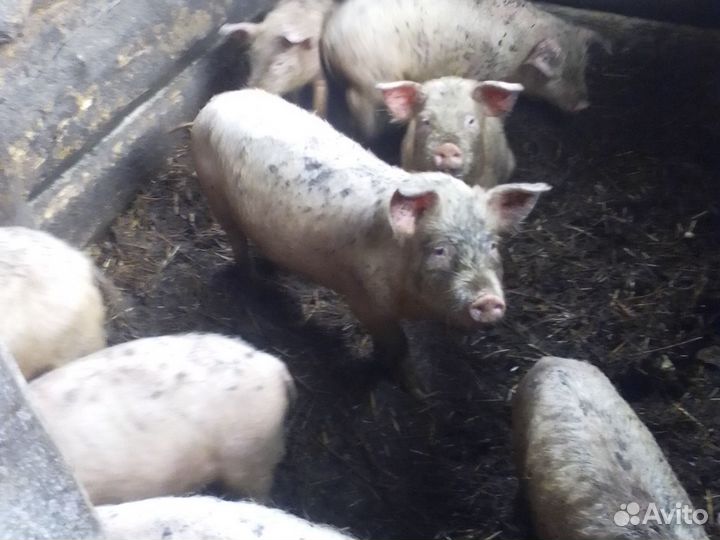 Поросята