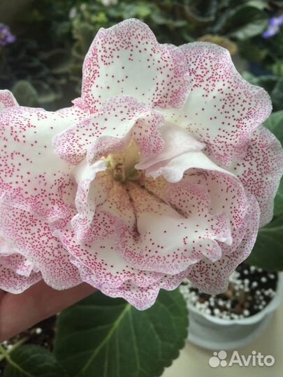 Детки Глоксиний