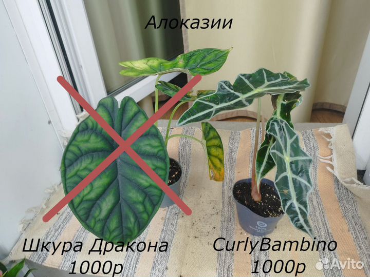 Алоказии в ассортименте и Антуриум