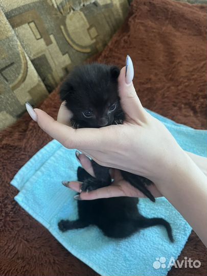 Котята в добрые руки мальчики