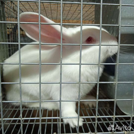 Продам кроликов на племя