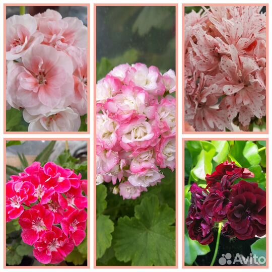 Набор герани