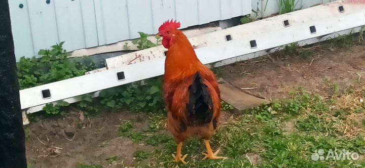 Молодые петушки Кучинская Юбилейная