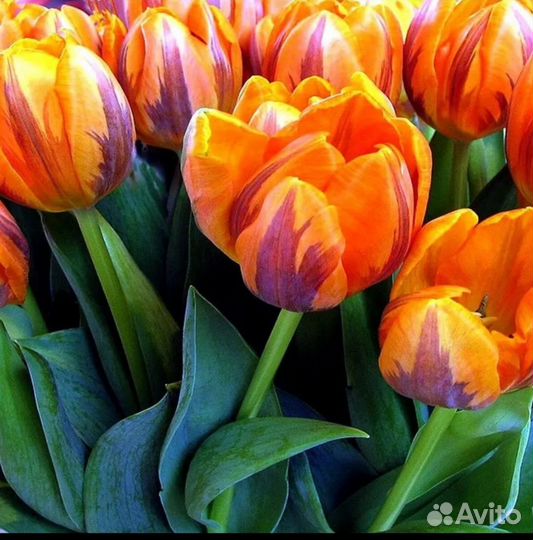 Тюльпаны Эрмитаж