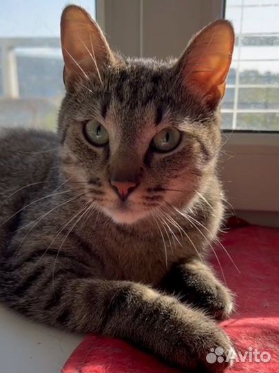 Джейсон (кот, котёнок, 9 месяцев)