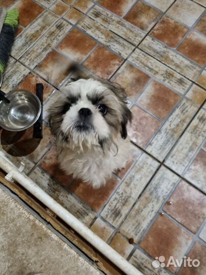 Собака ши-тцу