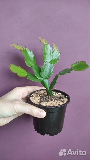 Декабрист /шлюмбергера