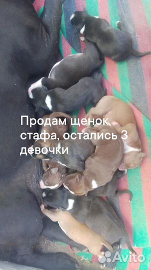 Щенки стаффорда