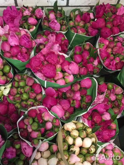 Розовые пионы с доставкой свежие цветы быстро