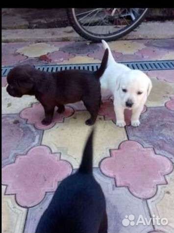 Лабрадор шоколад