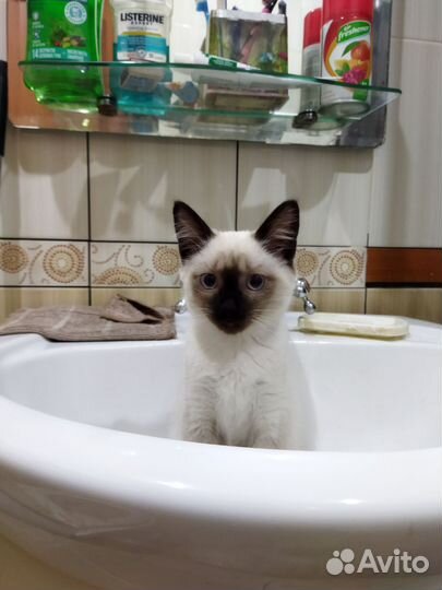 Сиамская кошечка
