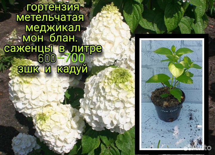 Растения для сада гортензии