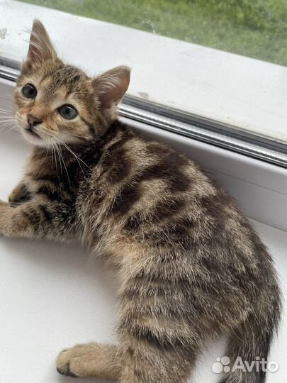 Котик породистый