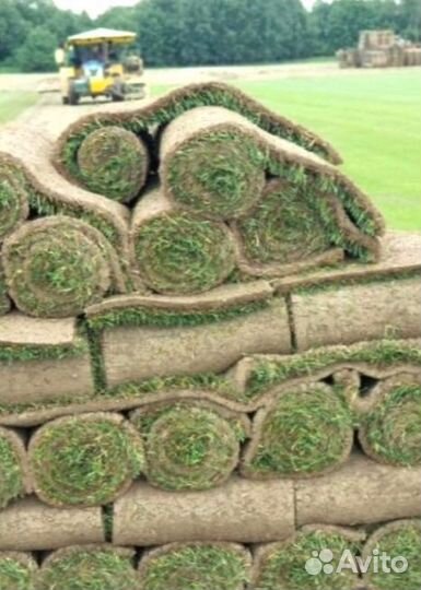 Рулонный газон 