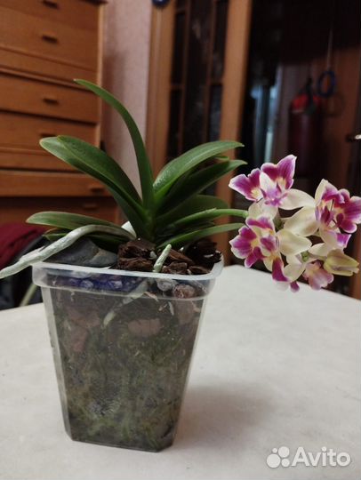 Орхидея фаленопсис Sоgо Gоtris бабочка пелорик цве
