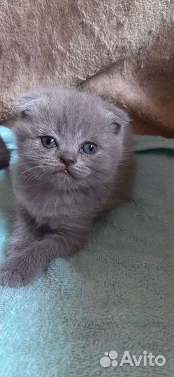 Шотландские