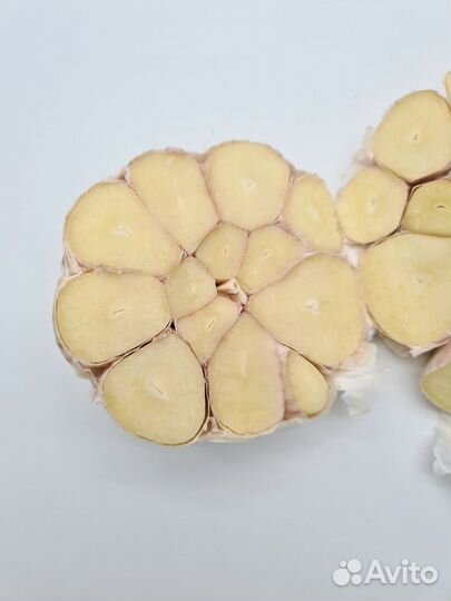 Яровой чеснок семена