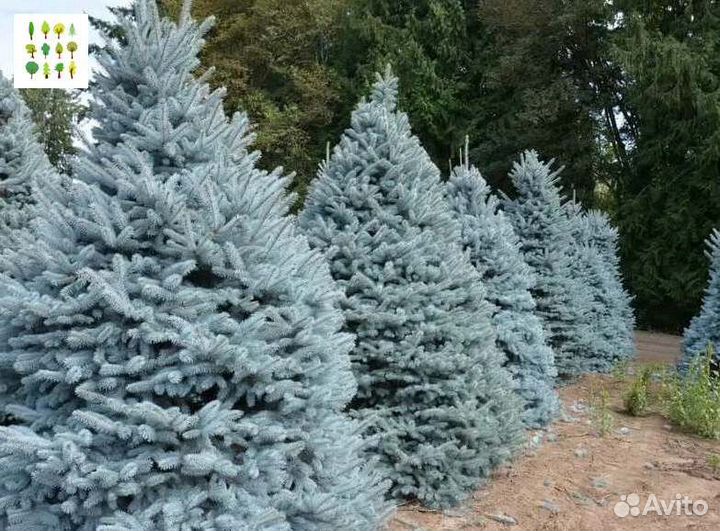 Крупномер голубой ели оптс гарантией