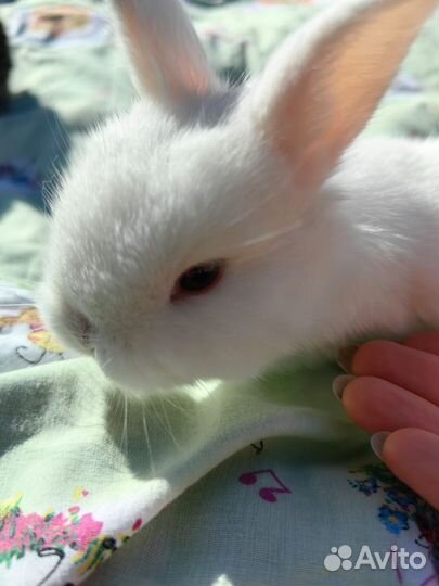 Декоративные кролики вислоухие