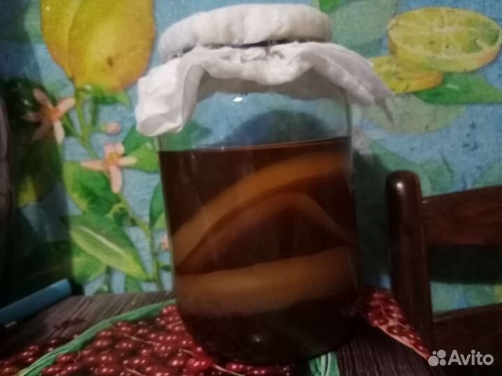 Алоэ, чайный гриб