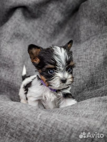 Щенки Бивера Терьера резерв на сентябрь