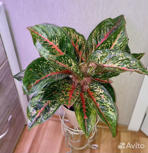 Аглаонема ред нерф (supreme)
