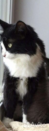 Кошка в добрые руки