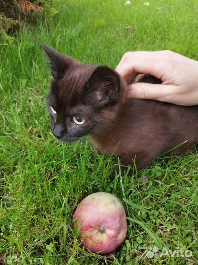 Котенок ищет дом девочка