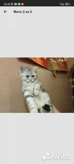 Шатланские котята