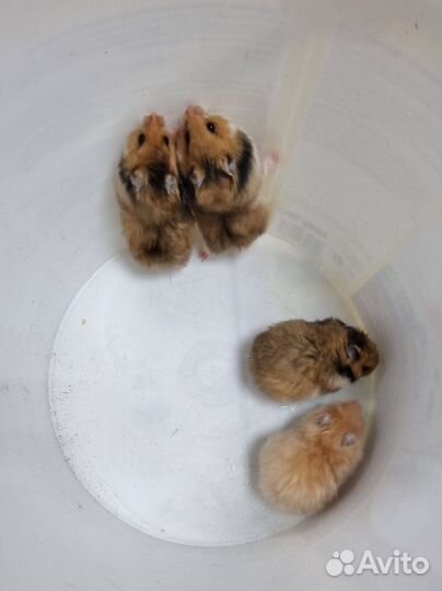 Сирийский хомяк