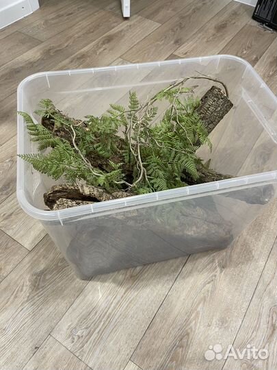 Готовый комплект для Бананоеда,геккона токи