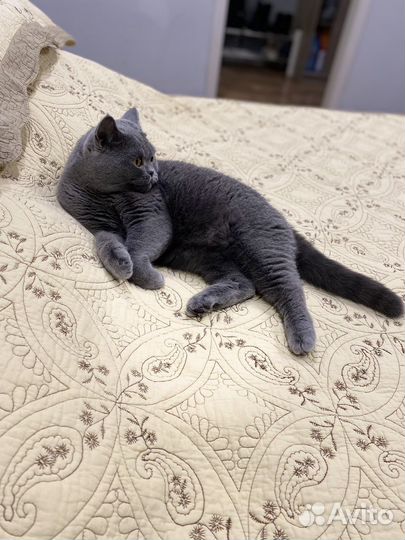 Кошка британка