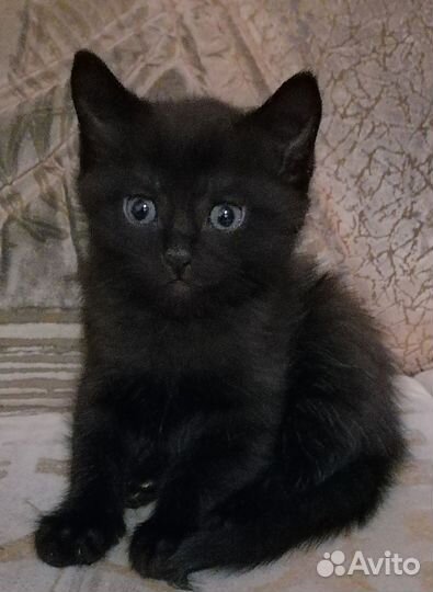 Котенок, мальчик