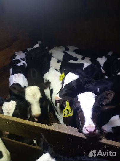 Бычки телята