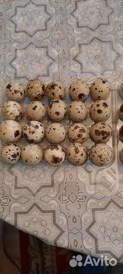 Яйца перепелиные инкубационные