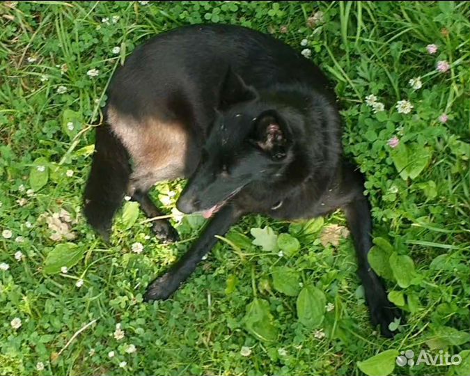 Щенки хаски