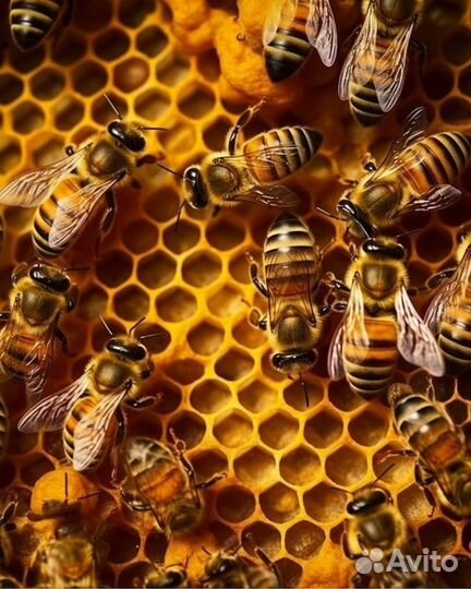 Семьи пчел