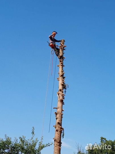 Спил деревьев. Расчистка участков. Покос травы