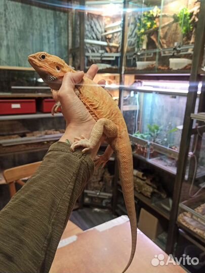 Бородатая агама