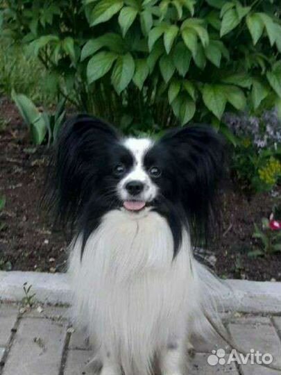 Вязка папийон