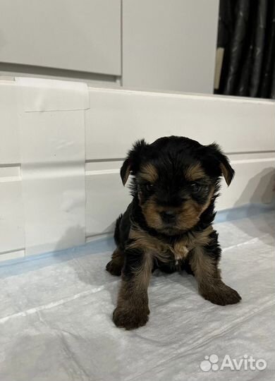 Йоркширский терьер